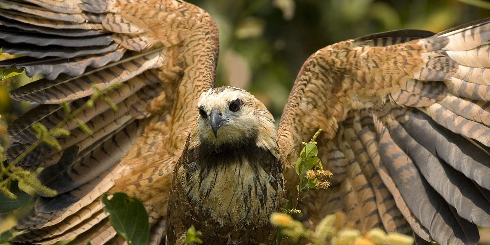 Avistamiento de Aves