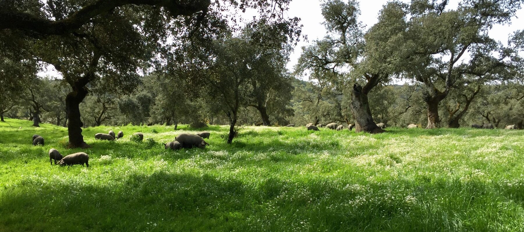 Senderismo por la Sierra de Aracena